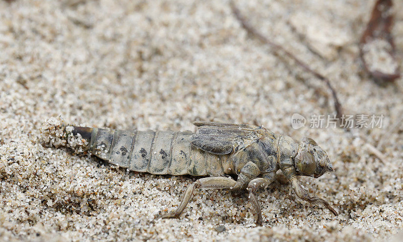 河棒尾蜻蜓(Gomphus flavipes)幼虫